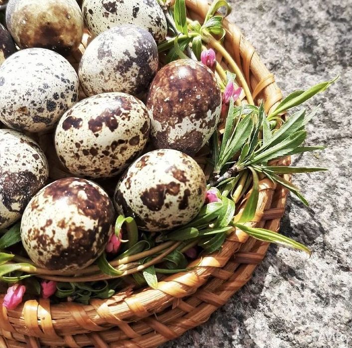 Продам яйцо перепелинное