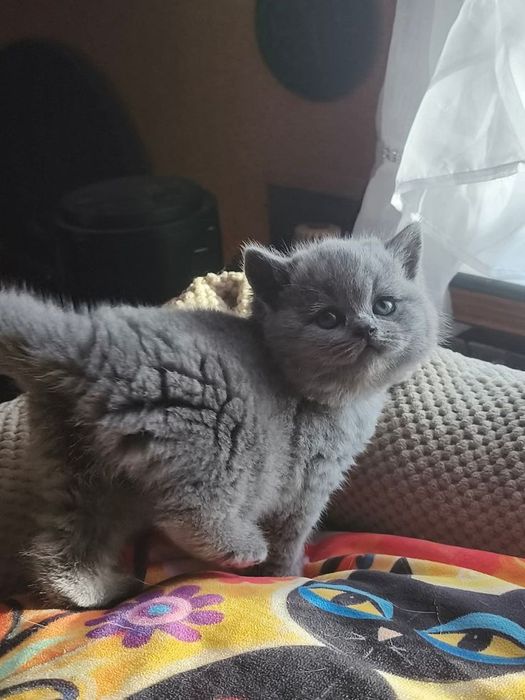 British shorthair fetiță pedegree