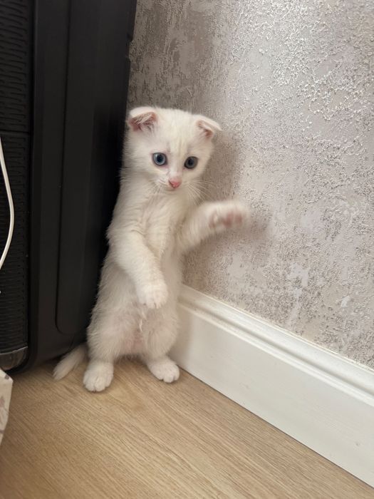 шотландский вислоухий