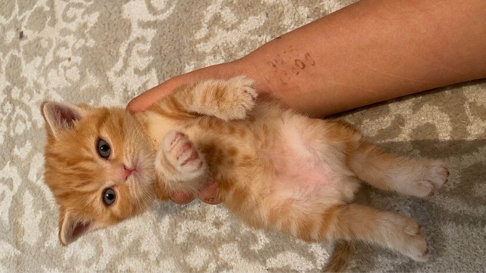 Шотладские котята