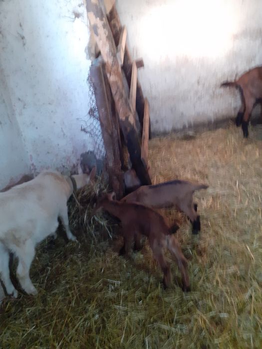 Capre alpine  de lapte selectate