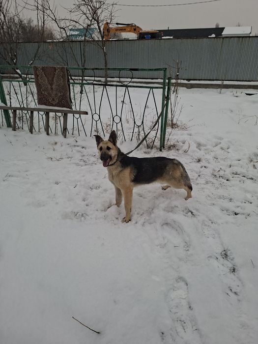 Восточно европейская овчарка