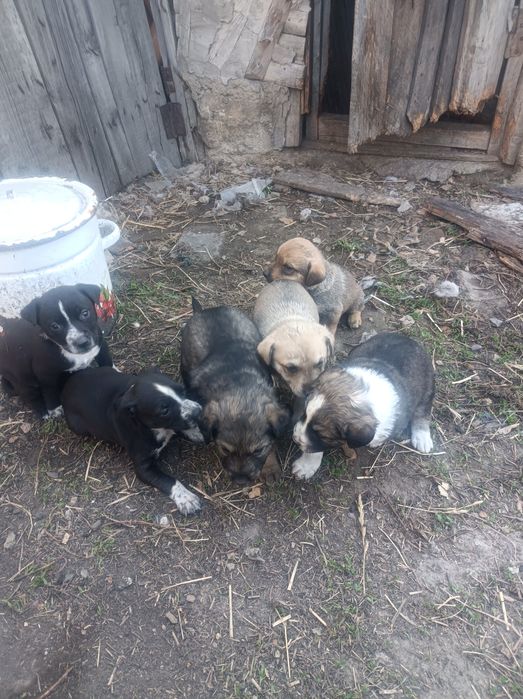 отдам в хорошие руки щенят