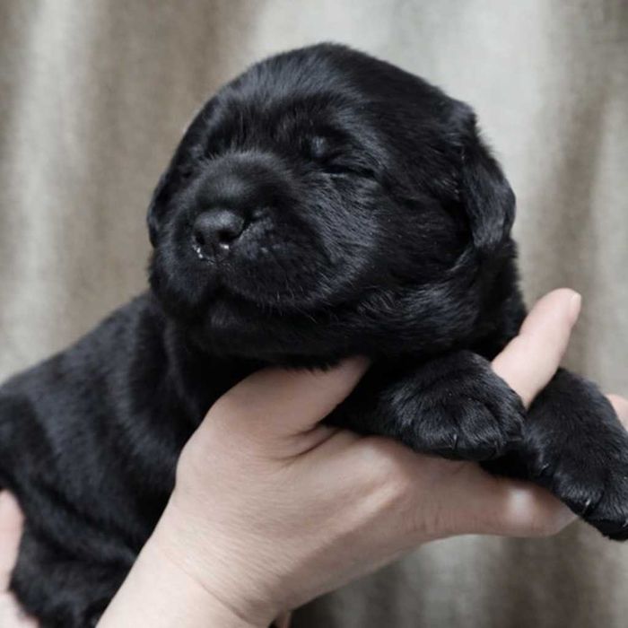 Продам щенков Лабрадоров черные