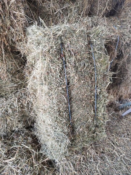 Vând baloți de lucernă.