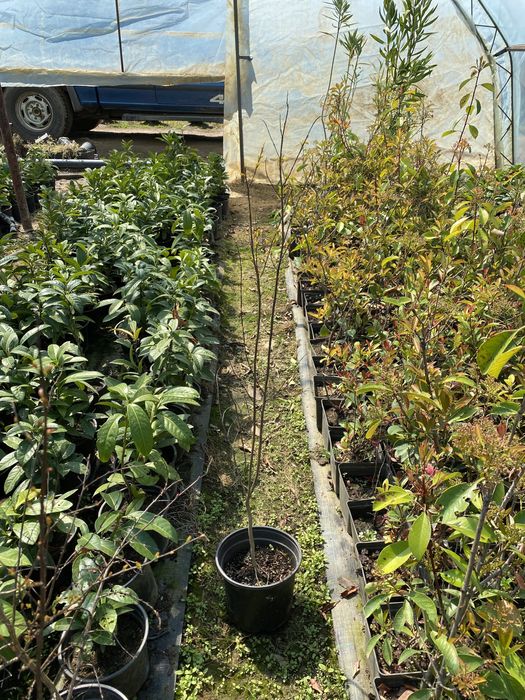 Футиния,туя и закуми. Японски клен,магнолии в три цвята.