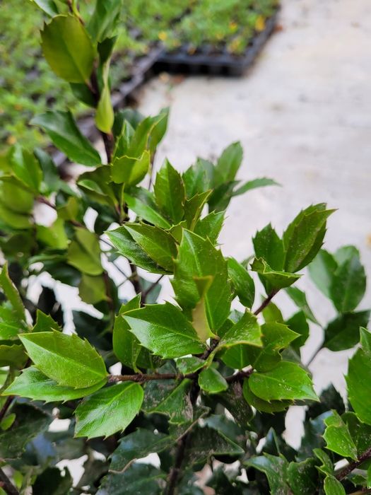 Ilex mers. Heckenfee 35-40 cm - foarte ramificat