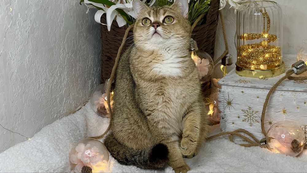 Девочка британка