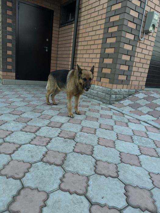 Вязка немец чепрачный