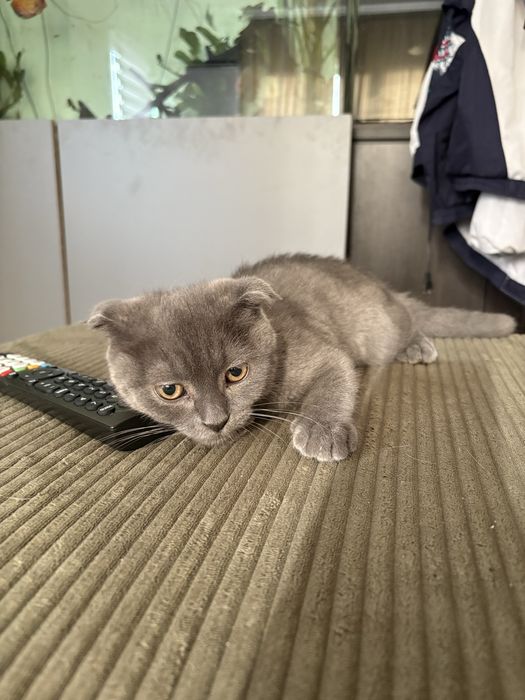 Pisica scottish fold