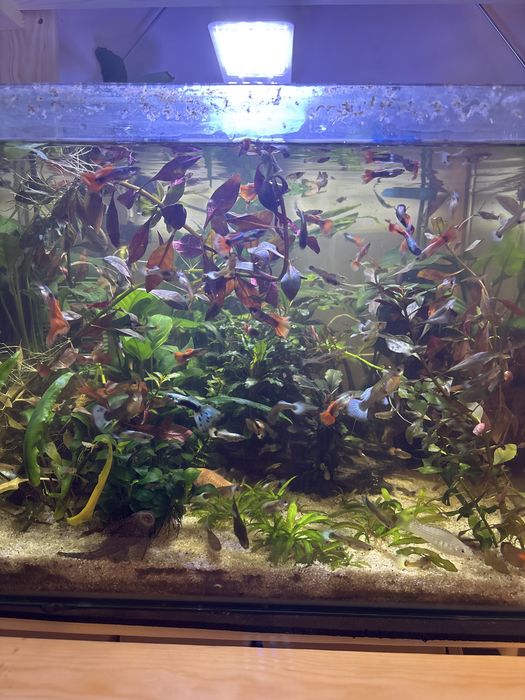 Acvariu Dennerle 50L