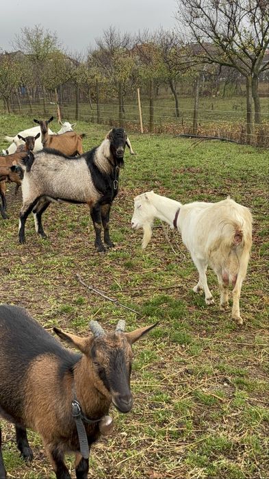 Vand Tap Anglonubian