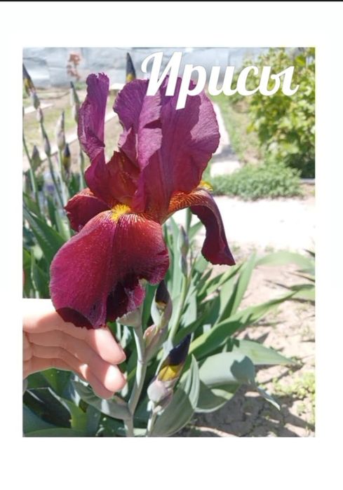 Цветы Ирисы многолетние