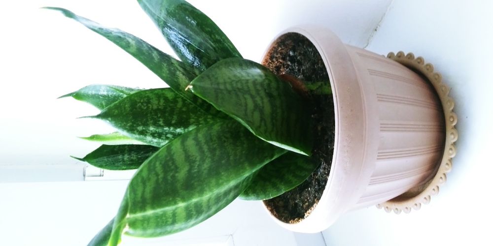 Комнатные цветы.