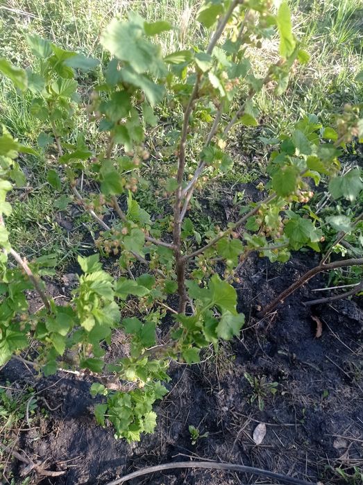 Саженцы крыжовник бордовый не колючий смородина черная виноград