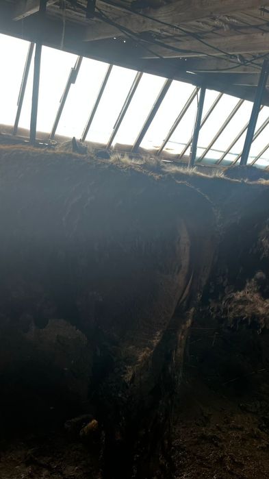 Бұқа Бычки откорм