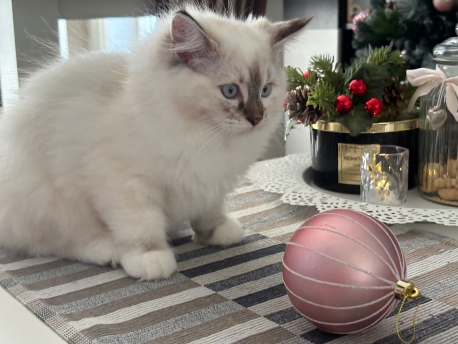 Котенца Рагдол-Ragdoll kittens
