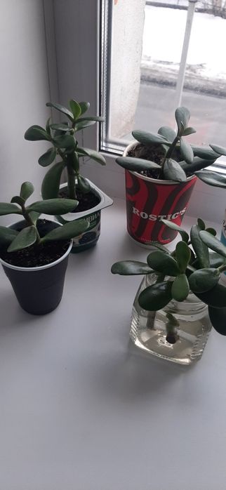 Ростки денежного цветка