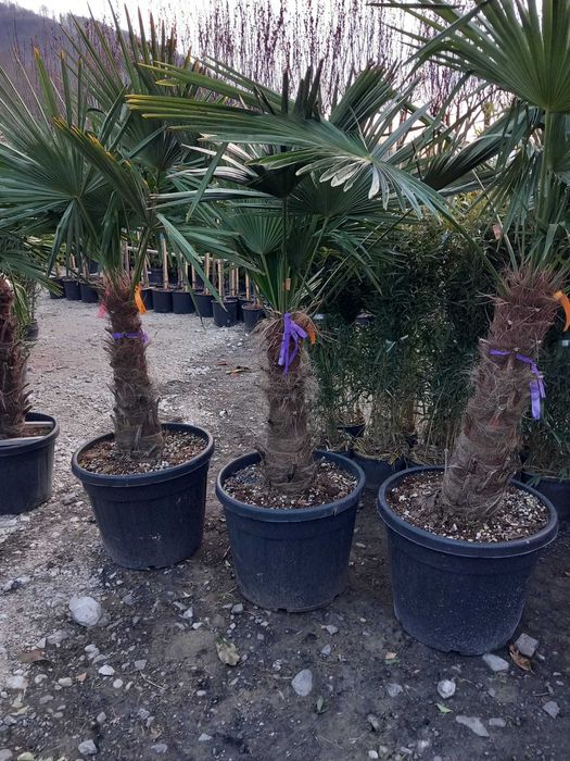 Plante Verzi pentru Spații Verzi – Plata se face la Livrare