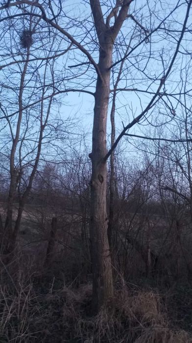 6 nuci si un cires de vinzare pret 6000 lei negociabil