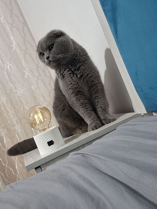 Skottish fold sotiladi