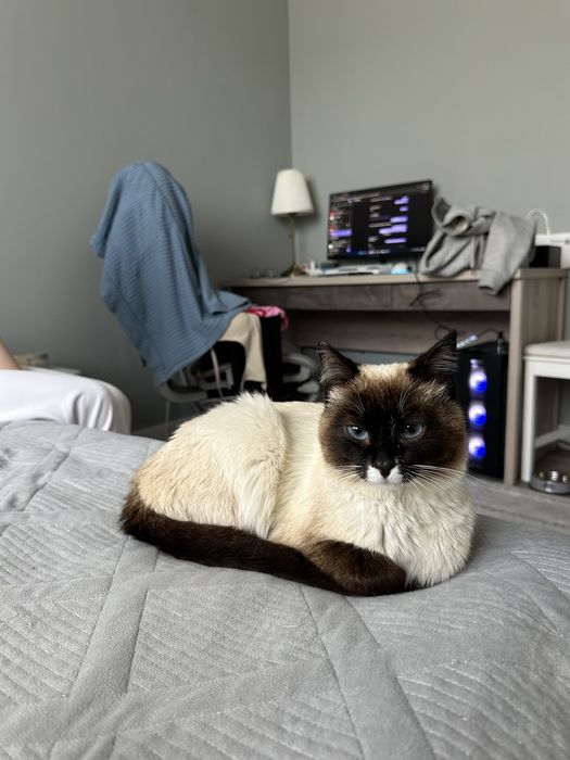 кот тайской породы