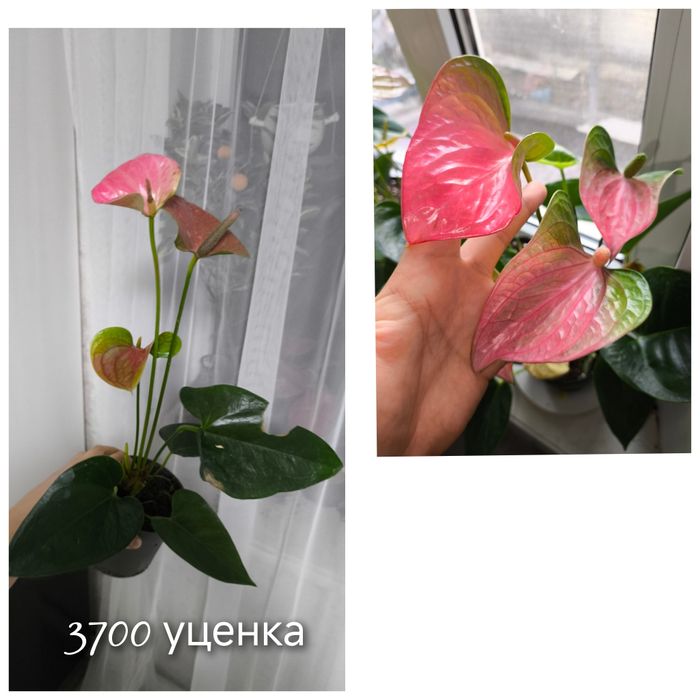 Мужское счастье антуриум сортовые