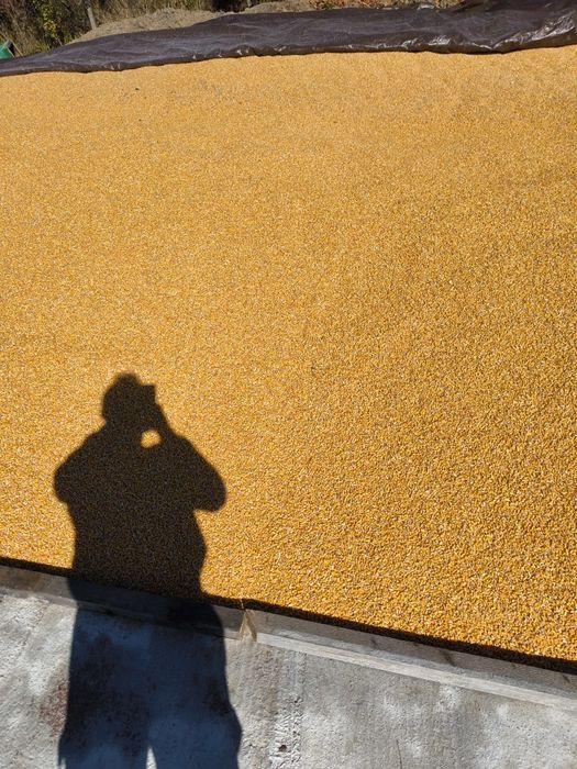 Porumb 1200/t  grâu 1100/t orz 1350/t transport gratuit vrac