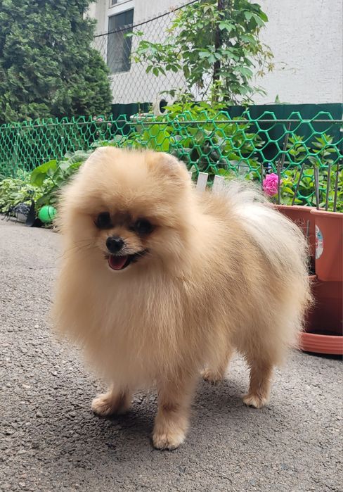 Михал-Михалыч, жених, цверг шпиц