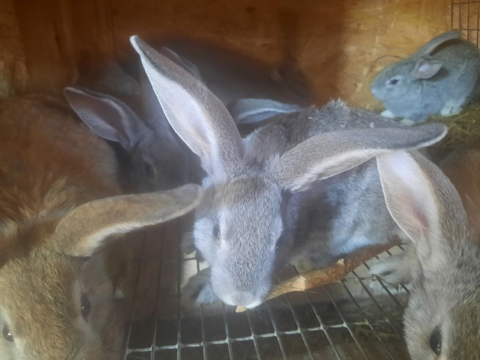 Продам крольчат.