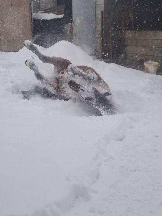 Семіз  жылқы сатылады