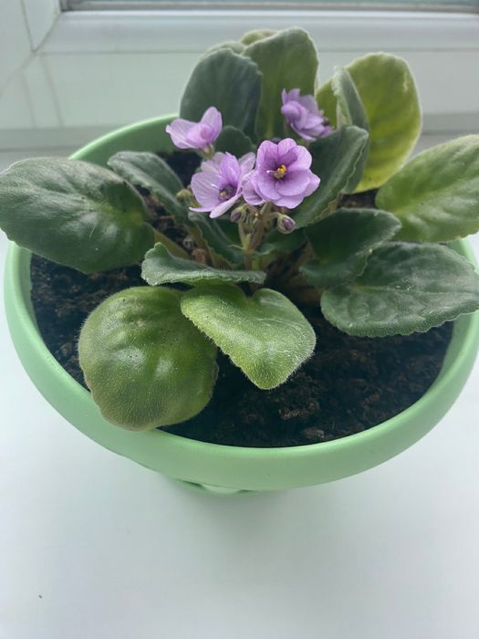 Продам цветы комнатные фиалки