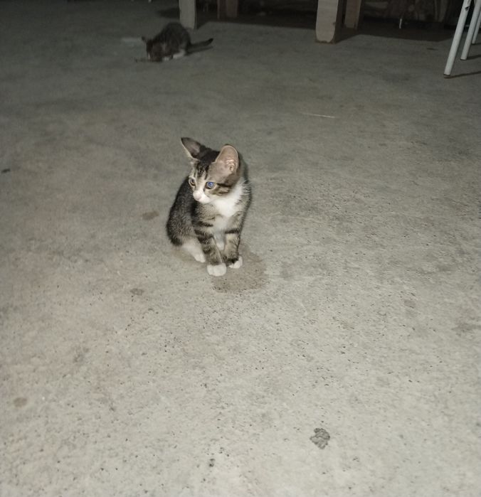 Отдам даром котят
