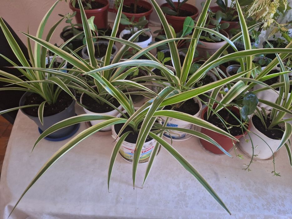 Взрослые и укорен дом цветы