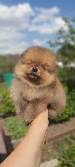 Шпиц мальчик готов к переезду