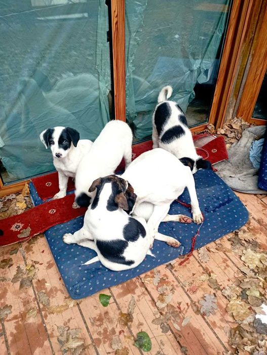 Кученца си търсят дом