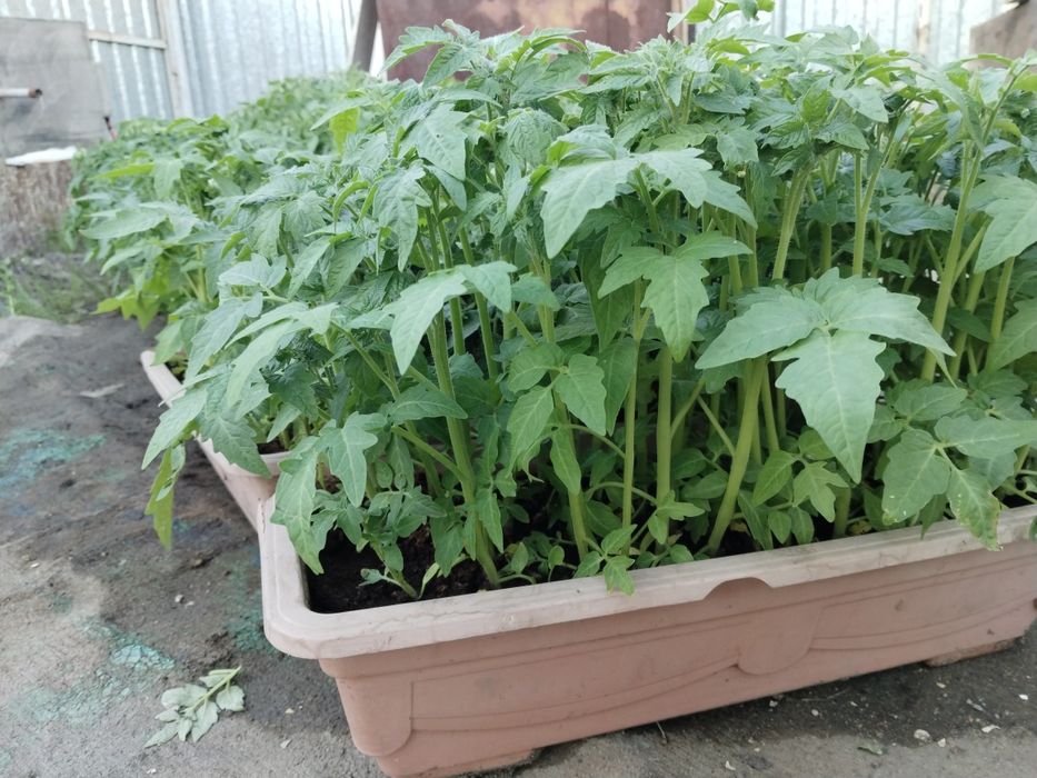 Продам рассаду помидор