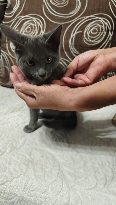 Дарю котенка , мальчик