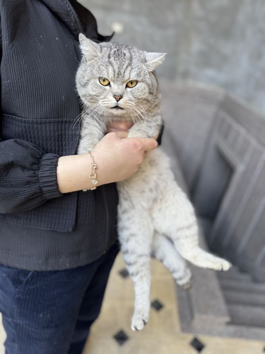 Haqiqiy uy mushugi zotdor