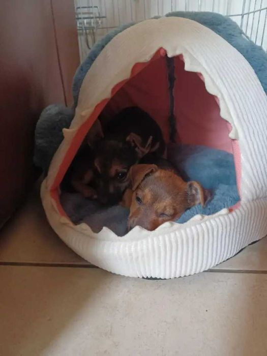 Котешка къша - хралупа с формата на акула, легло за котки, котка, куче