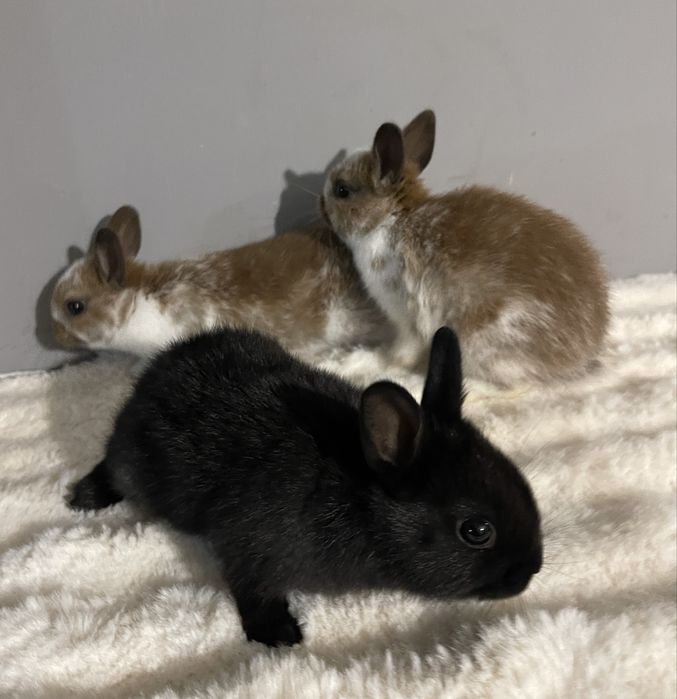 Iepuri olandez pitic