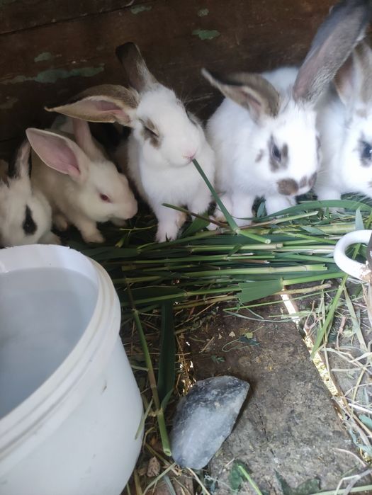Продаю двух трёх месячных крольчат.