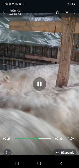 Vițeii charoles 27/kg