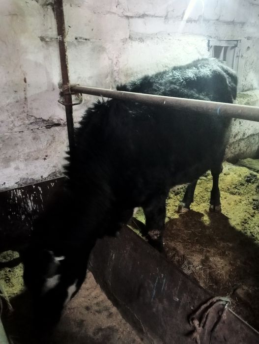 Продоётся коровы