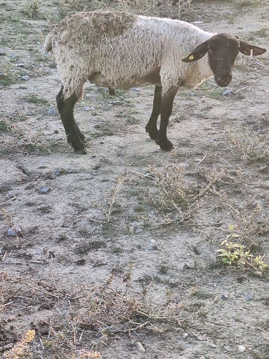 De vanzare berbec de suffolk