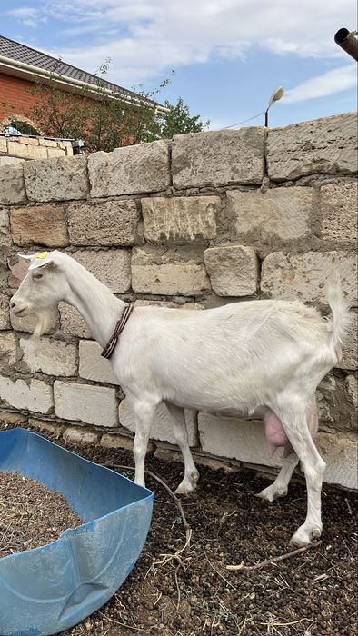Толық метражды швед порно фильмі
