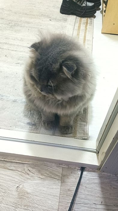 Сотилади  мушук домашний