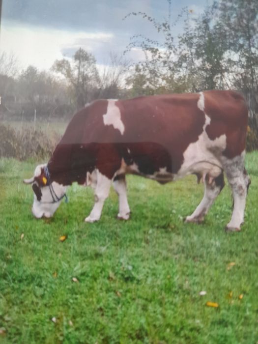 Vând 2 vaci cu vitel