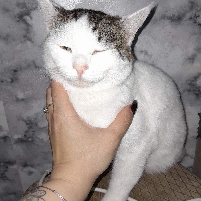 Отдам котиков срочно