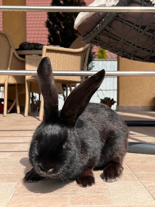 Mascul Fluture German Janet Negru